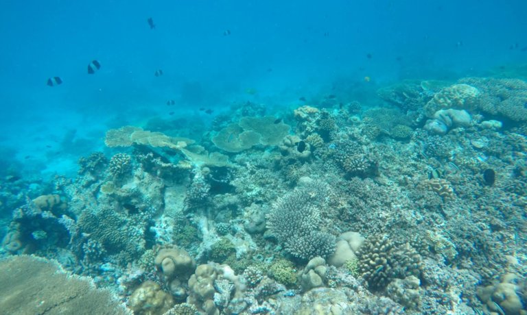 DCIM100GOPROGOPR1850 