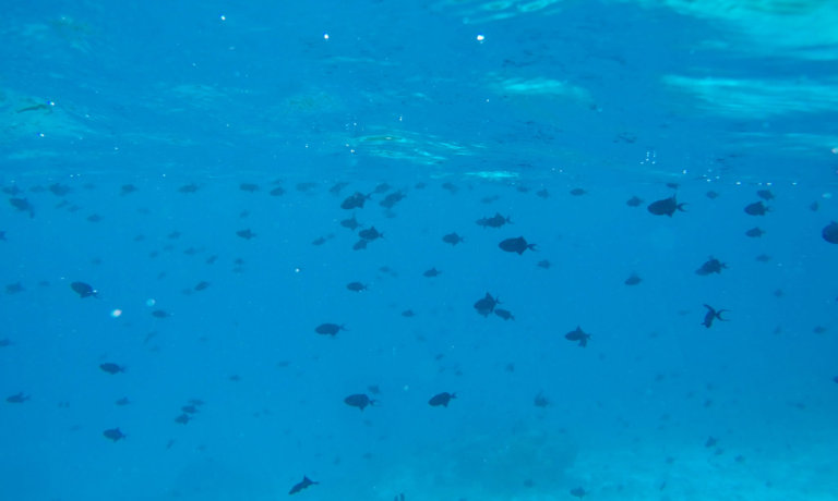 DCIM100GOPROGOPR1853 