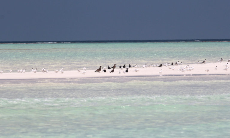 MAL01 Ostrov Rasdhoo (9)