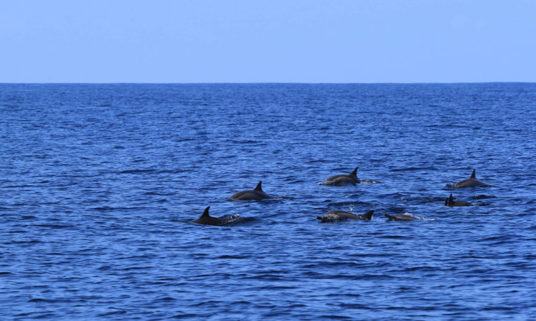 MAL02 Dhigurah 02 (25)