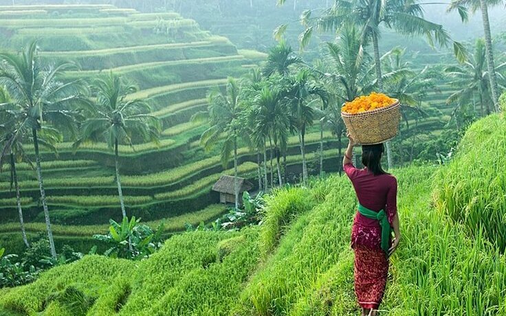 Ricefield Ubud